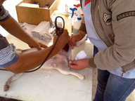 esterilizacion